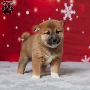 Buddy, Shiba Inu Puppy